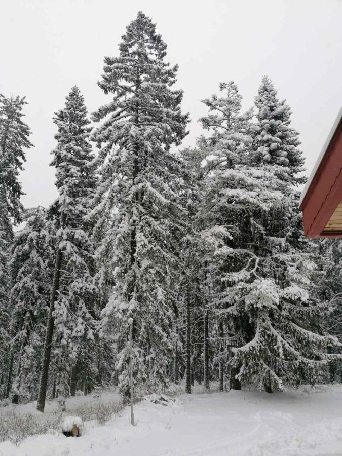 Elina Hotel Pamporovo Extérieur photo